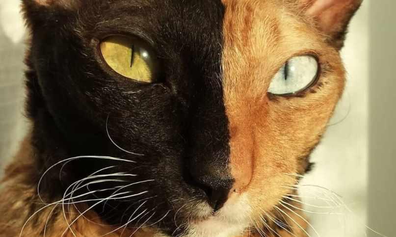 [Архэ] Основы генетики. Лекция 8 «Генетика пола и сцепленное с полом наследование» (Андрей Синюшин)