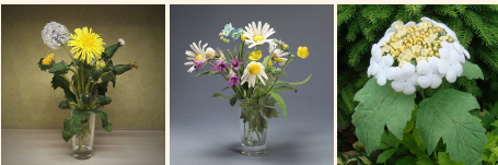 [Acicularis] Цветочки