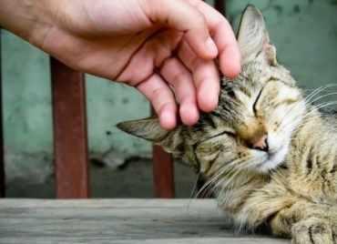 [EduNote] Как животные помогают снизить стресс? (Александра Александрова)