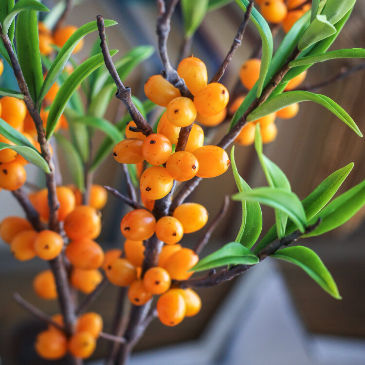 [tanyaflower] Облепиха (Татьяна Кононова)