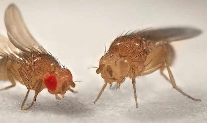 [Архэ] Основы генетики. Лекция 6 «Законы Менделя. Особенности сцепленного наследования» (Андрей Синюшин)