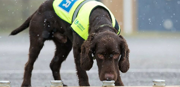 [Архэ] Собаки-биодетекторы (Татьяна Щербакова)