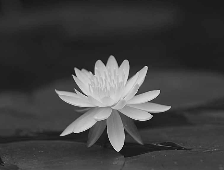 [Astrogreen] Накшатра Анурадха (Анна Воробьева)