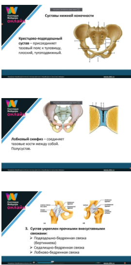 Функциональная анатомия аппарата движения: Суставы нижних конечностей. Часть 1 (Колледж Вейдера)