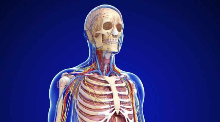 [Архэ] Тело человека с докембрия до наших дней (Станислав Дробышевский)