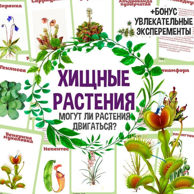 [umeem_igrat] Карточки с описанием. Хищные растения (Алсу Хаметова)