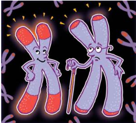 [Sapien Medicine] Регенерация теломер (замедление старения / продление жизни) | Telomere Regeneration