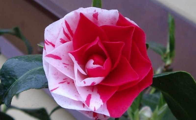 [Архэ] Основы генетики. Лекция 7 «Взаимодействие аллелей одного гена. Взаимодействие генов» (Андрей Синюшин)