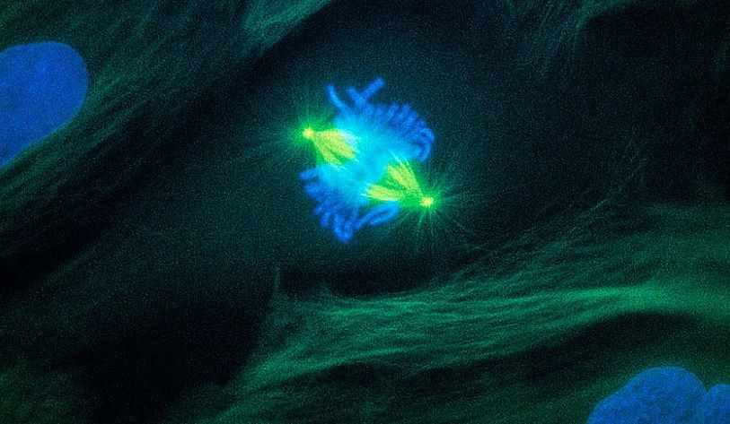 [Архэ] Основы генетики. Лекция 4 «Деление клетки как основа передачи наследственной информации» (Андрей Синюшин)