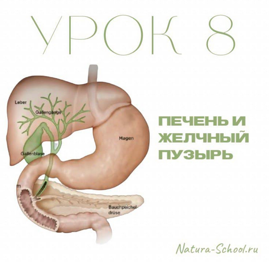 [Natura-School] Урок 8. Печень и желчный пузырь (Олег Гитбиндер)