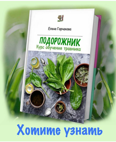 [Медвежий угол]  Подорожник  (Елена Горчакова)