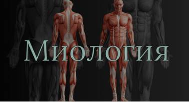 [Anatomy Education] Модуль 3. Миология (Эдгар Кафаров)