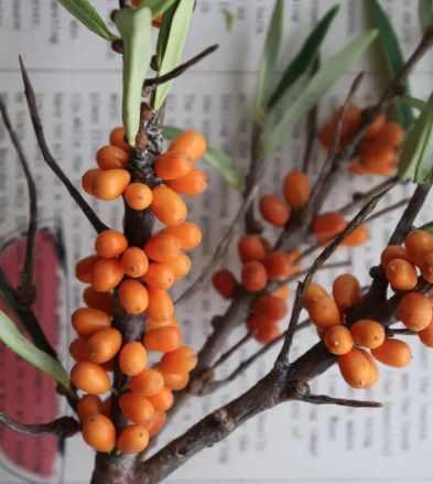 [La Florterra] Облепиха (Любовь Мирошниченко)