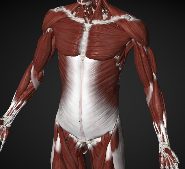 Массаж триггерных точек в ягодице, животе и груди (Артем Пак)