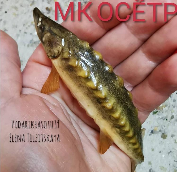 МК Осетр (Елена Тильзитская) @podarikrasotu39