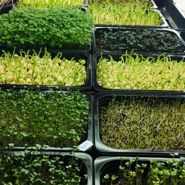 Марафон по выращиванию микрозелени (Николай Сабзир), фото 1 из 1.