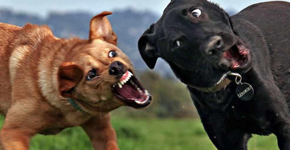 Вебинар Агрессия. Тариф Вебинар (Татьяна Шеварутина, Инна Фильчугина, Анна Корниенко, Татьяна Егорова), фото 1 из 1.