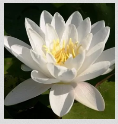 [Магия Севера] Тайна: Росное Купало! Как поднять свою Славу?