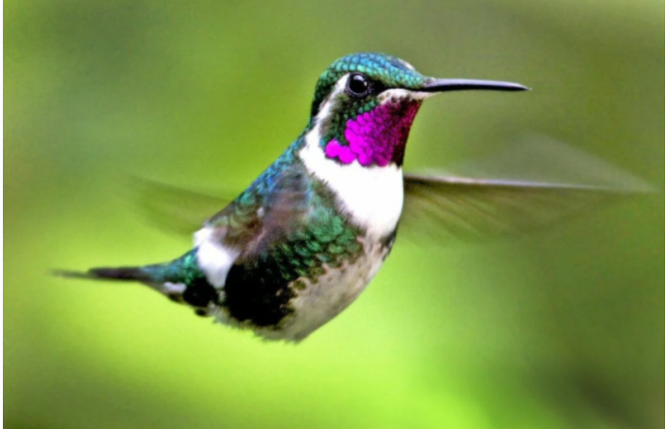 [Sigh Energy] Хамур-Колибри. Hamour-Hummingbird Powerful Plus+11x (Extra Strong)