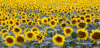 [аудио-гипноз.рф] Аудио-гипноз "Мышление изобилия" (Николай Никитенко), фото 1 из 1.