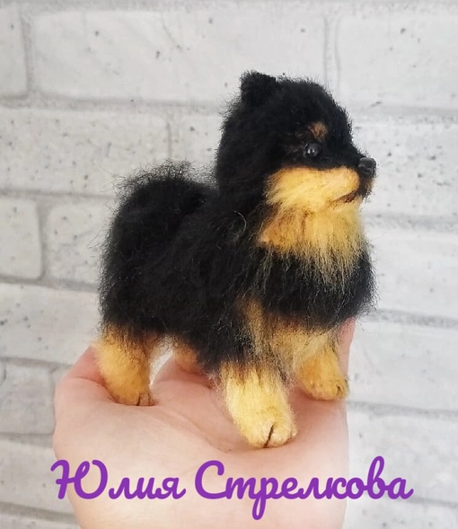 Миниатюрный шпиц (Юлия Стрелкова)