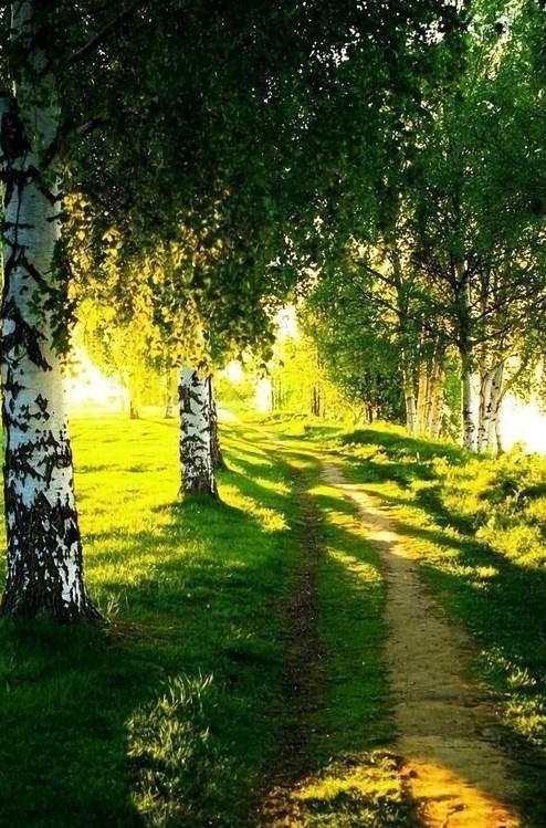 [Студия живописи] Берёзовая роща (Ольга Базанова)