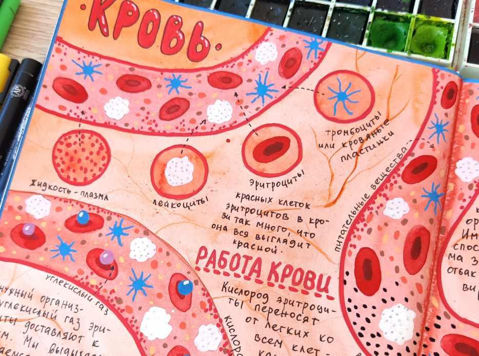 [hurlyburlyschool] Окружающий мир. Блок 16 (Ольга Сафронова)