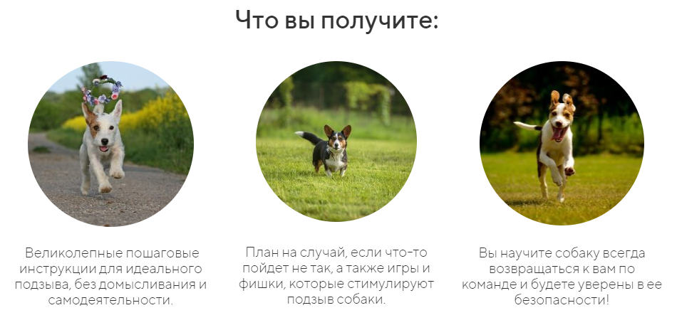 [kinologschool] Идеальный подзыв (Антонина Зимарева)