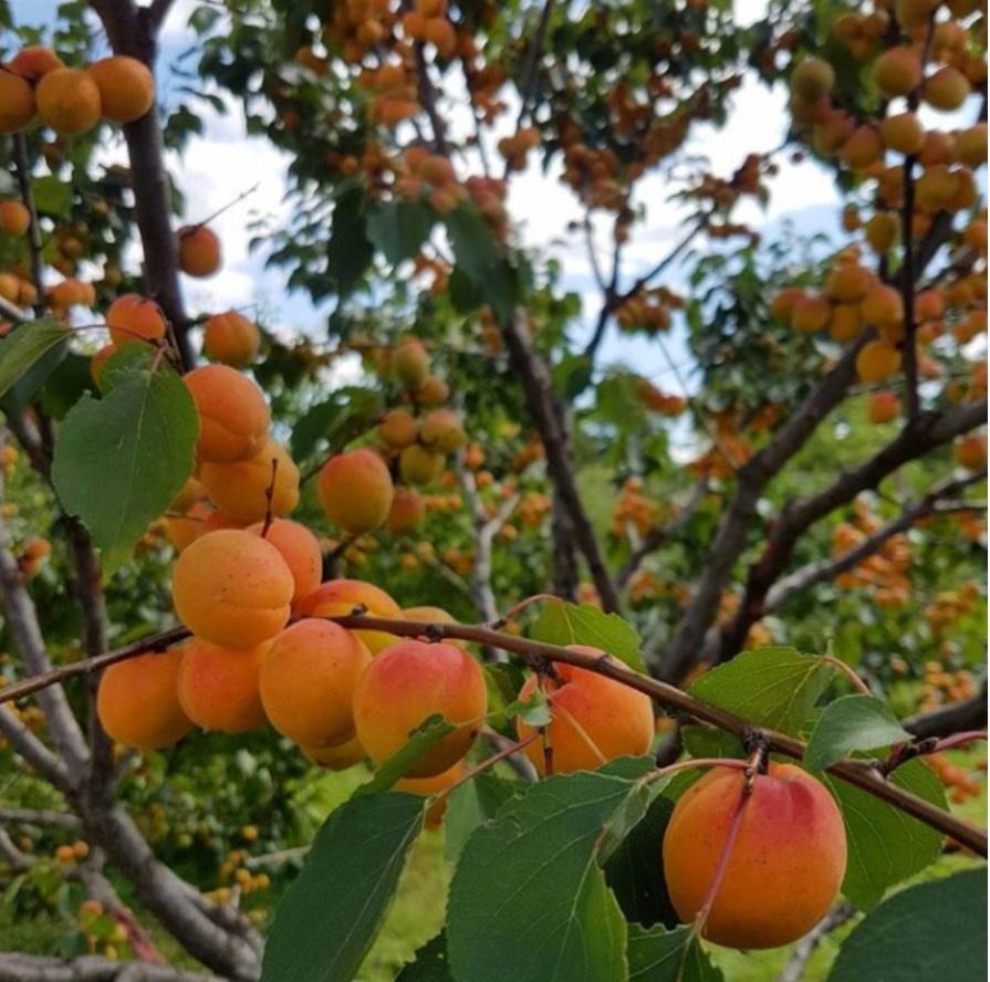 Руководство по выращиванию из косточек плодоносящих деревьев (Apricot_gardenru)