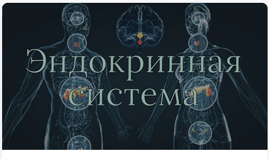 [AnatomyEducation] Модуль 10. Эндокринная система (Эдгар Кафаров)