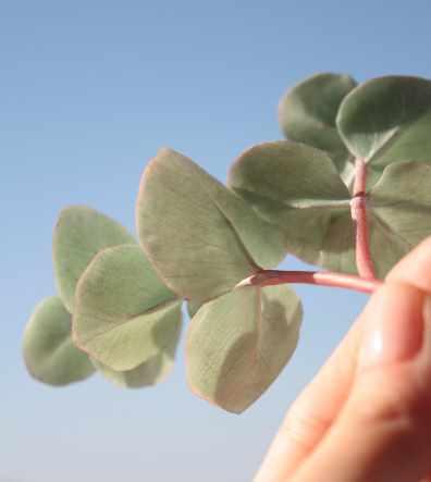 [La Florterra] Эвкалипт Baby blue (Любовь Мирошниченко)