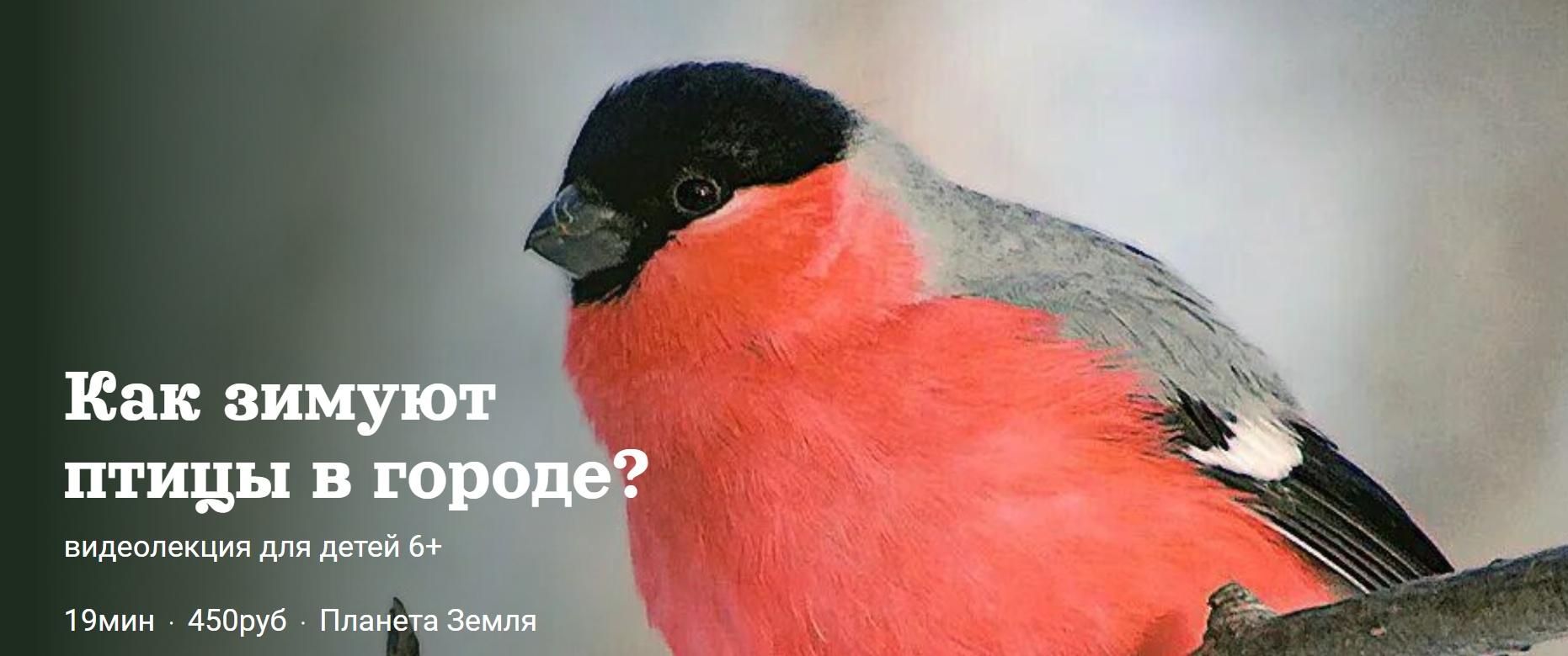 [Детский лекторий] Как зимуют  птицы в городе? (Александр Толмачев)