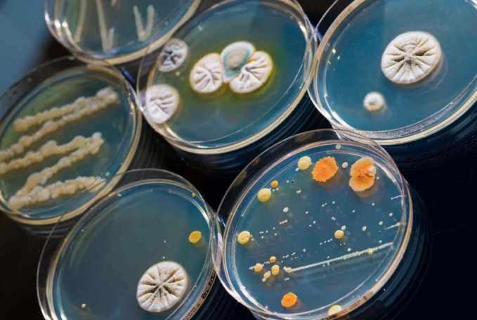 [Архэ] Итоги 2021 года в микробиологии (Мария Летарова)