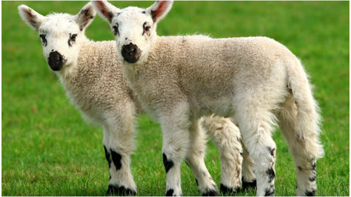 [Архэ] Как создать клона? (Анна Иванова)