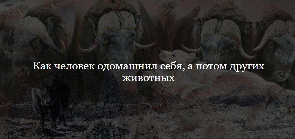 Как человек одомашнил себя, а потом других животных (Иван Квасов)