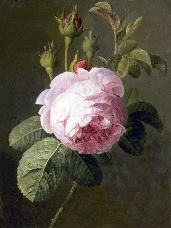 Натюрморт с розой (Надежда Ильина)