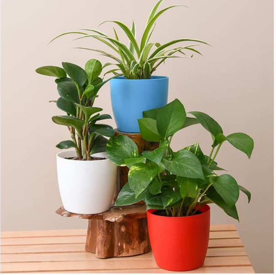 [Sigh Energy] Улучшение растений. Plants Love Powerful Plus + 11x (Сверхсильный)