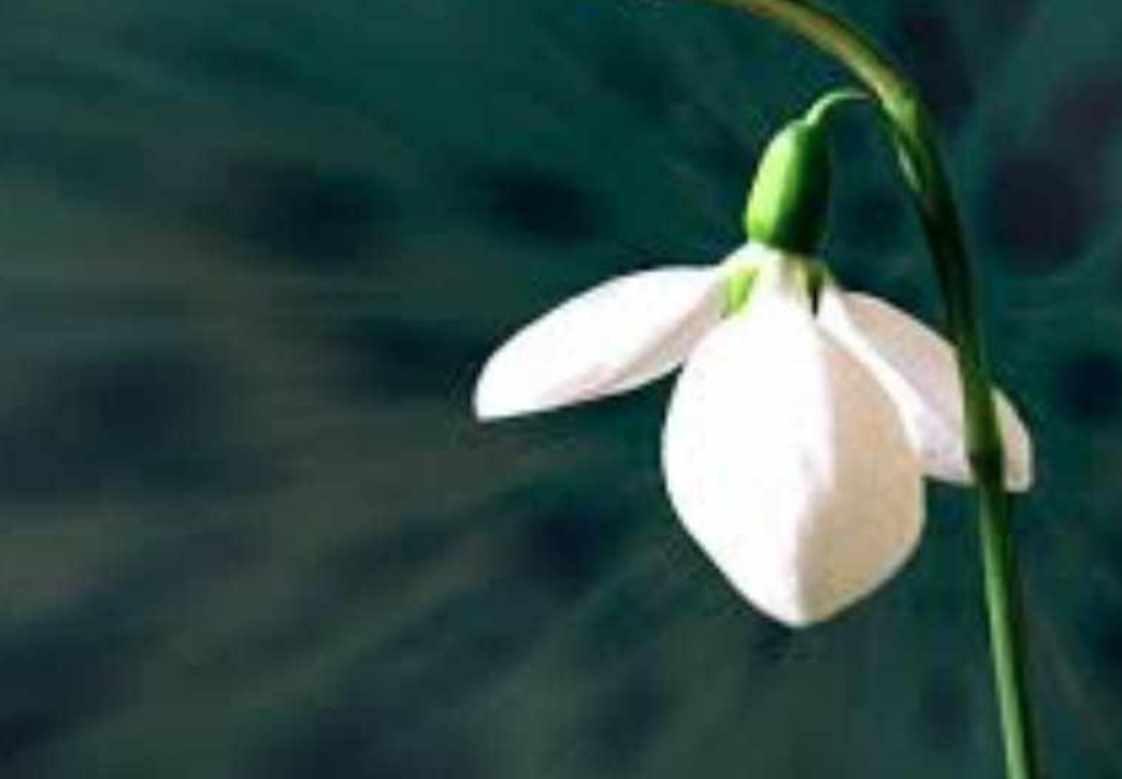 Биологически активные вещества растений (Елена Корсун)