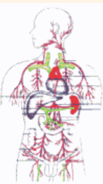 [Ankxara] Быстрая очистка и восстановление лимфатической системы