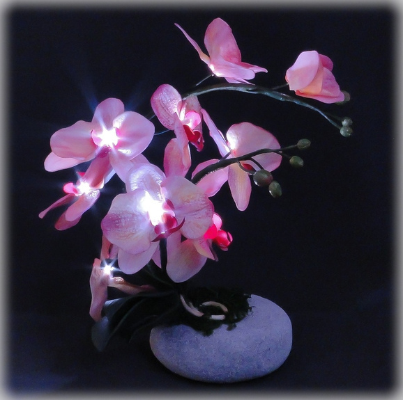 Дикая орхидея на камне (Татьяна Фалейчик)