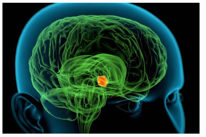 [Архэ] Мозг и гипоталамус: биологические потребности и нейроэндокринная регуляция + Транскрибация (Вячеслав Дубынин), фото 1 из 1.