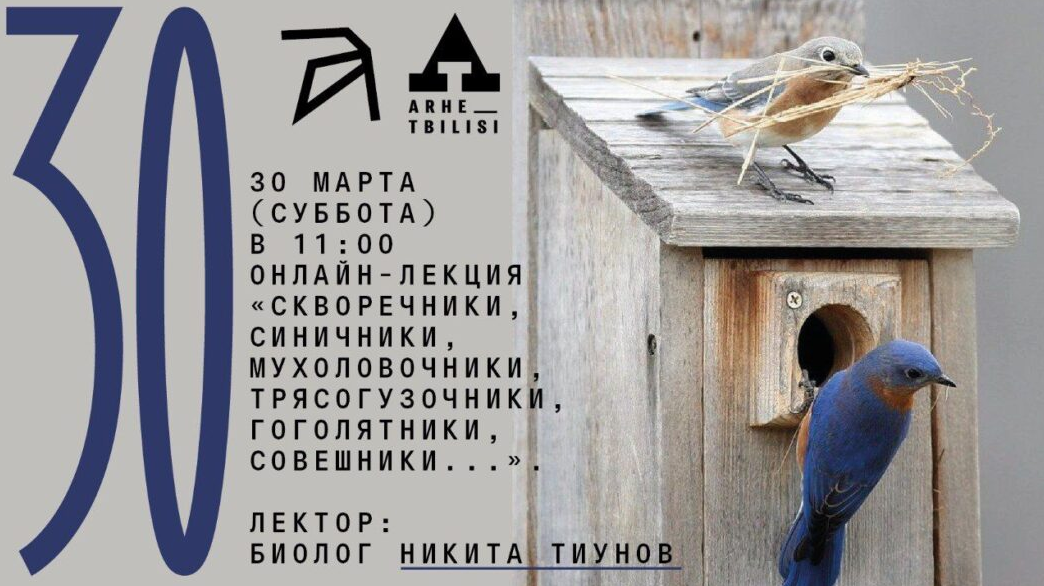 [Архэ] Скворечники, синичники, мухоловочники, трясогузочники, гоголятники, совешники (Никита Тиунов)