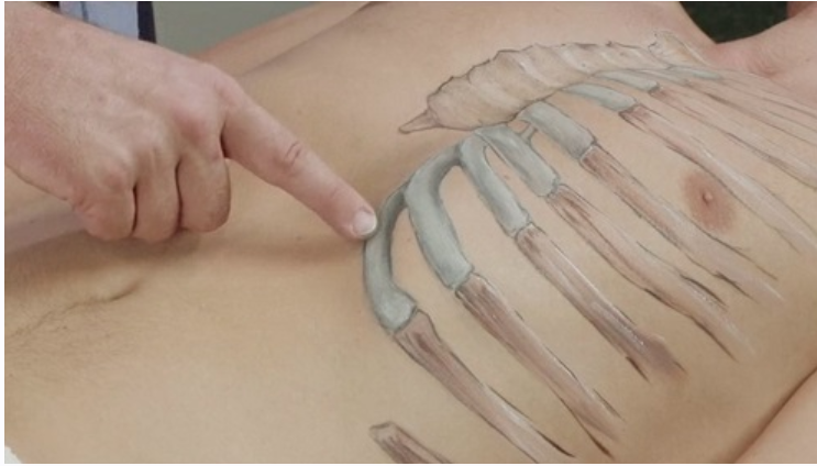 Пальпационная анатомия. Туловище. часть 2 из 2 (Марьян Маджицкий)