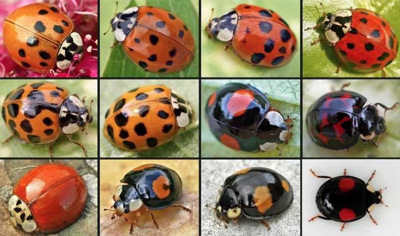 [Архэ] Основы генетики. Лекция 9 «Генетика популяций» (Андрей Синюшин)