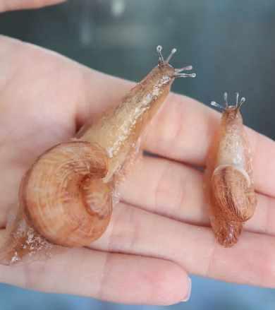 [La Florterra] Улитка (Любовь Мирошниченко)