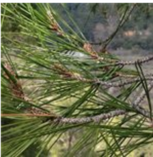 Сказкотерапия здоровья (Татьяна Зинкевич-Евстигнеева)