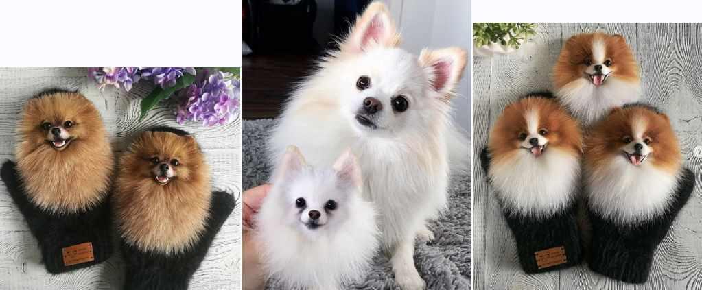 Звероварежки и звероброшь Шпицы (Марина Грубер)