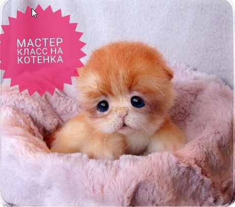 [Шитьё игрушки] Мастер класс "Котёнок" (Владлена Кристаль)