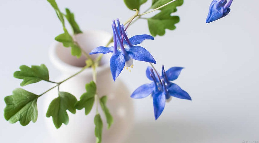 Аквилегия (Наталья Желонкина)