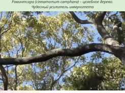 [AHAM] Домашняя арома-аптечка. 3 часть (Мальте Хоццель)